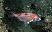 To FishBase images (<i>Zalembius rosaceus</i>, USA, by Butler, J.)