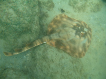 To FishBase images (<i>Zanobatus schoenleinii</i>, Senegal, by Wirtz, P.)