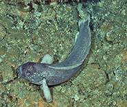 To FishBase images (<i>Zaprora silenus</i>, Alaska, by Butler, J.)