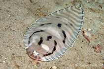 To FishBase images (<i>Zebrias cancellatus</i>, Australia, by Groeneveld, R.)