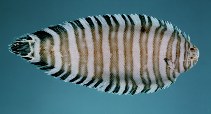 To FishBase images (<i>Zebrias captivus</i>, Bahrain, by Randall, J.E.)