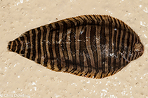 To FishBase images (<i>Zebrias craticula</i>, Australia, by Dowling, C.)