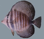 Image of Zebrasoma desjardinii (Indian sail-fin surgeonfish)