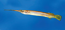 Image of Zenarchopterus dispar (Feathered river-garfish)
