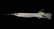 To FishBase images (<i>Zenarchopterus dunckeri</i>, Thailand, by Ratmuangkhwang, S.)