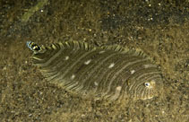 To FishBase images (<i>Zebrias fasciatus</i>, Indonesia, by Adams, M.J.)