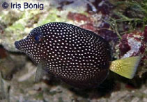 To FishBase images (<i>Zebrasoma gemmatum</i>, Mauritius, by Boenig, I.)