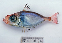 To FishBase images (<i>Zenion japonicum</i>, Australia, by Graham, K.)