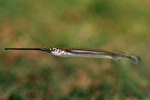 To FishBase images (<i>Zenarchopterus novaeguineae</i>, Australia, by Aland, G.)