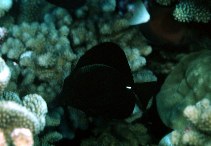 Image of Zebrasoma rostratum (Longnose surgeonfish)