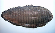 To FishBase images (<i>Zebrias scalaris</i>, Australia, by Yau, B.)
