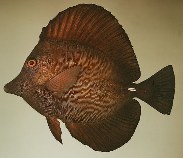 To FishBase images (<i>Zebrasoma scopas</i>, Tahiti, by Randall, J.E.)