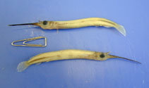 To FishBase images (<i>Zenarchopterus striga</i>, by Nip, T.)
