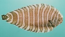 To FishBase images (<i>Zebrias synapturoides</i>, India, by Randall, J.E.)