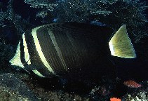 To FishBase images (<i>Zebrasoma veliferum</i>, Indonesia, by Randall, J.E.)