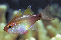 To FishBase images (<i>Zoramia gilberti</i>, Papua New Guinea, by Allen, G.R.)