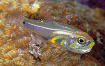 Image of Zoramia perlita (Pearly cardinalfish)