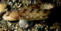 To FishBase images (<i>Zoarces viviparus</i>, Norway, by Svensen, R.)