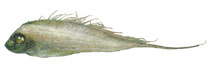 To FishBase images (<i>Zu cristatus</i>, by JAMARC)