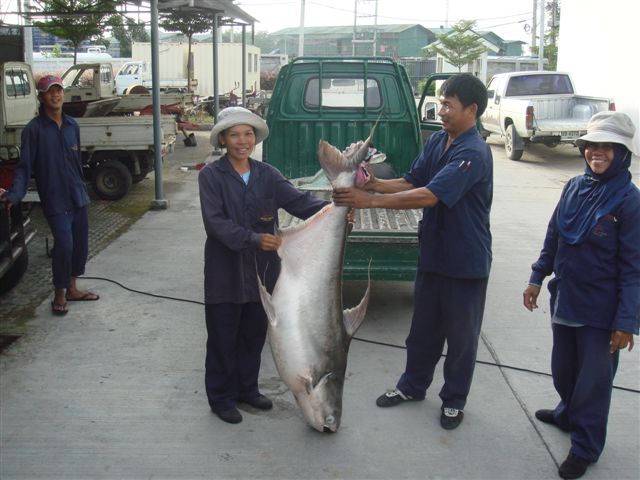 ../tools/UploadPhoto/uploads/Thai-ChaoPhraya-Catfish6.jpg